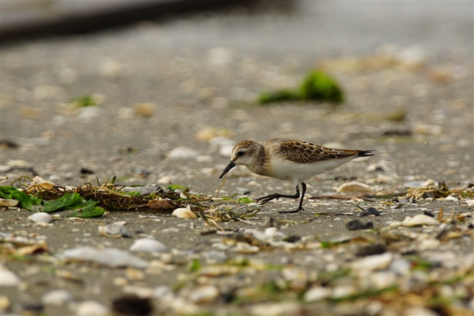 gEl,Red-nexked Stint